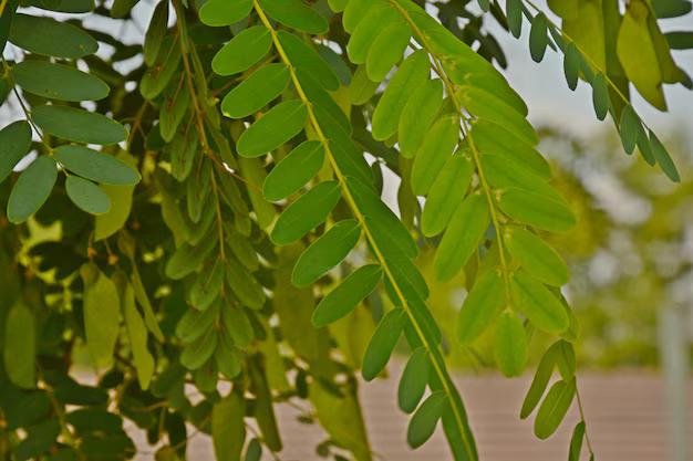 Alasan Pohon Moringa Afrika dapat Menjadi Investasi Masa Depan